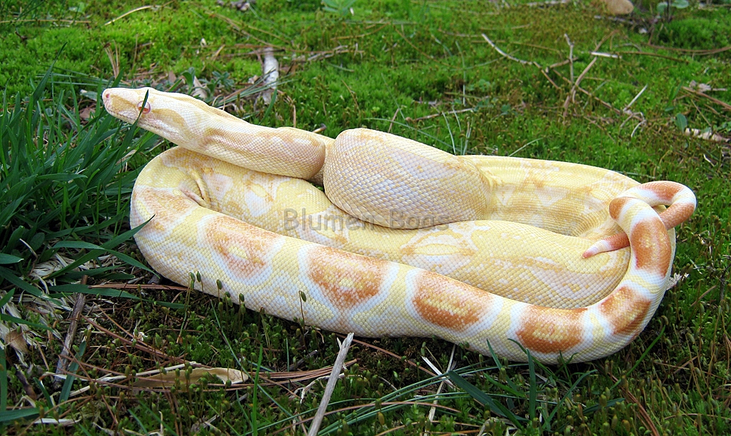 Boa Morphs - Descriptions Of Various Boa Constrictor Morphs